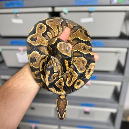 Yellow Belly Ball Python