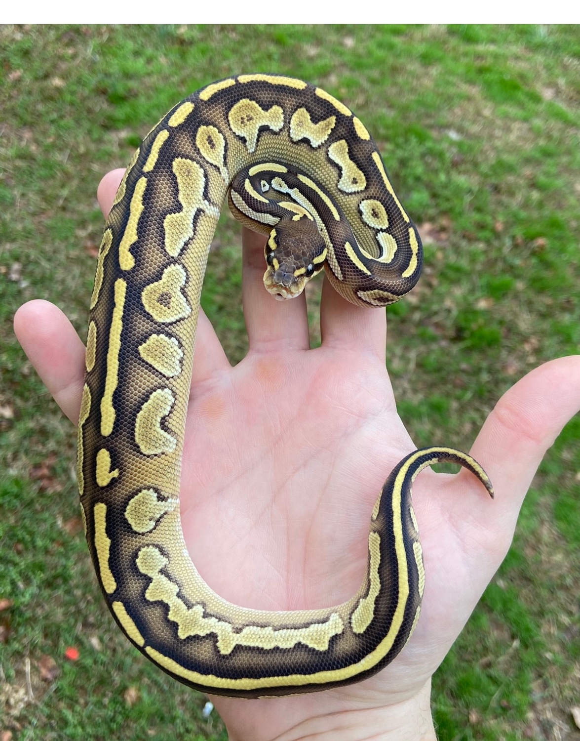 Black Head Lesser 50% Het Ghost 50% Het G-Stripe Ball Python by Muscles ...