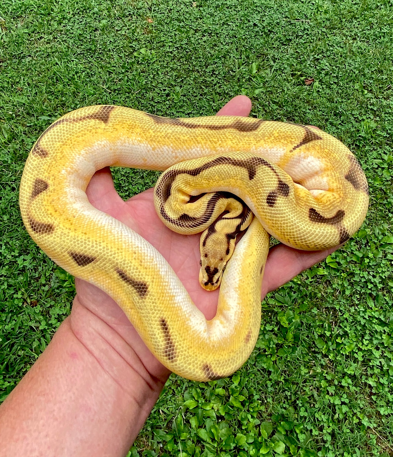 HI ODYB Spider (High Intensity Line) Ball Python by Muscles and Geeks ...