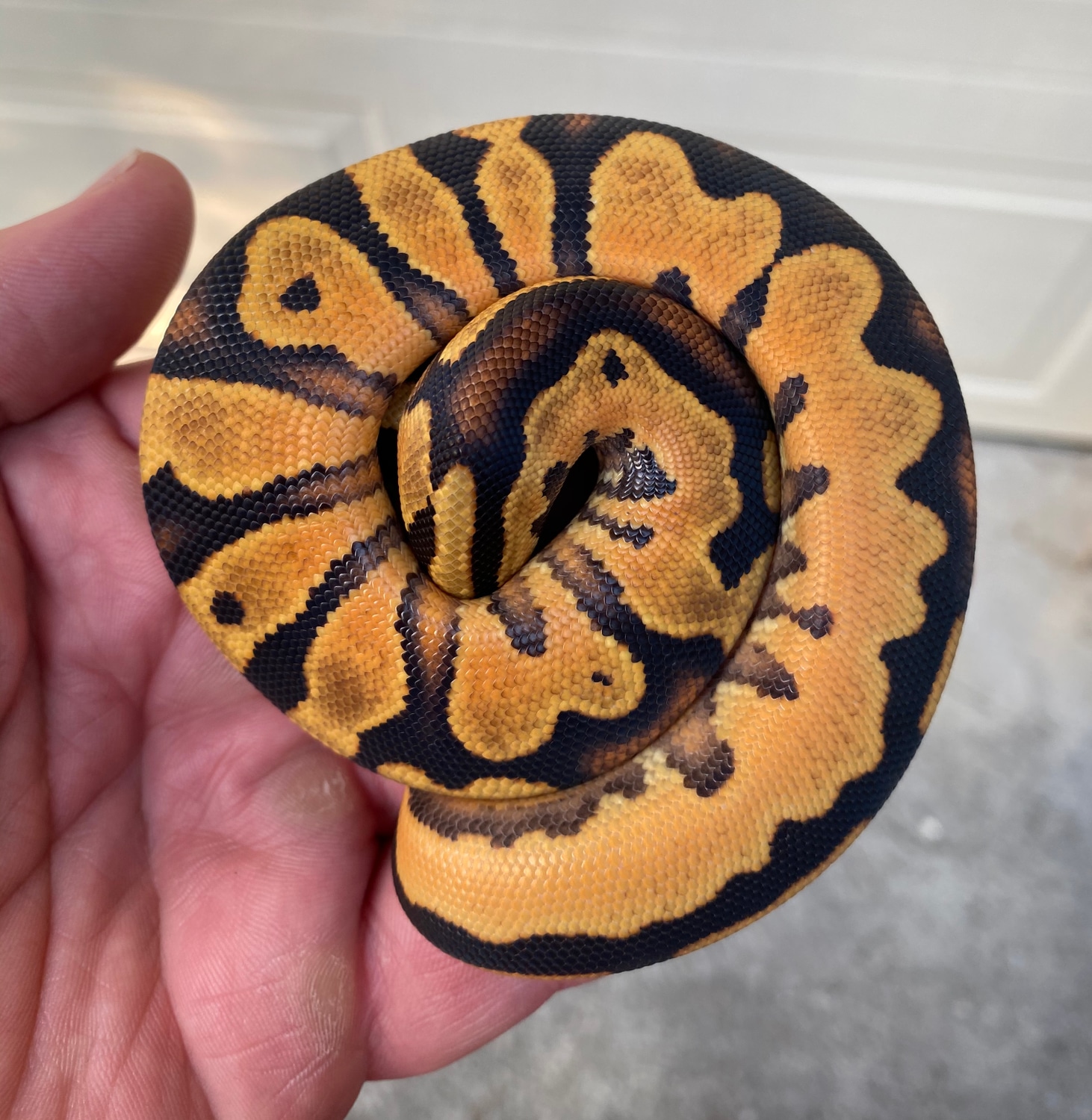 Super OD High Intensity YB Poss Asphalt Ball Python by Muscles and ...