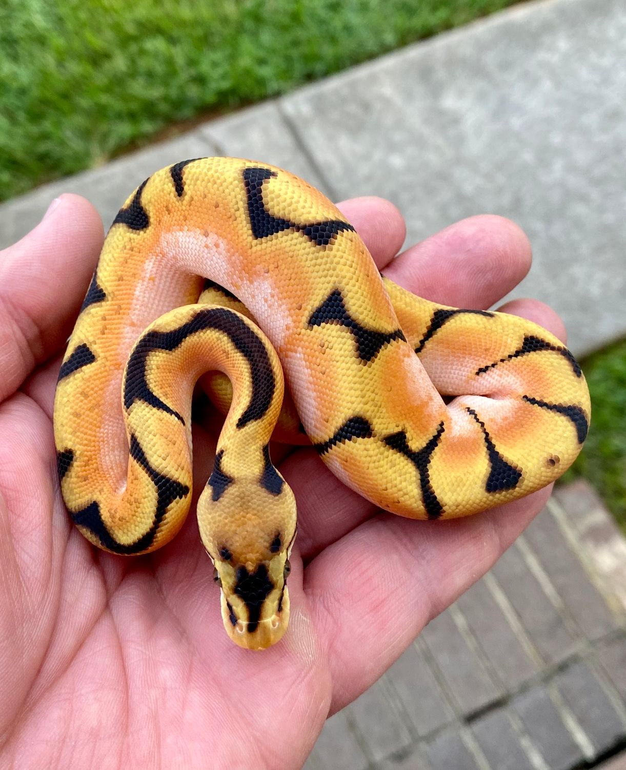 Super OD High Intensity Spider YB Poss Asphalt Ball Python by Muscles ...
