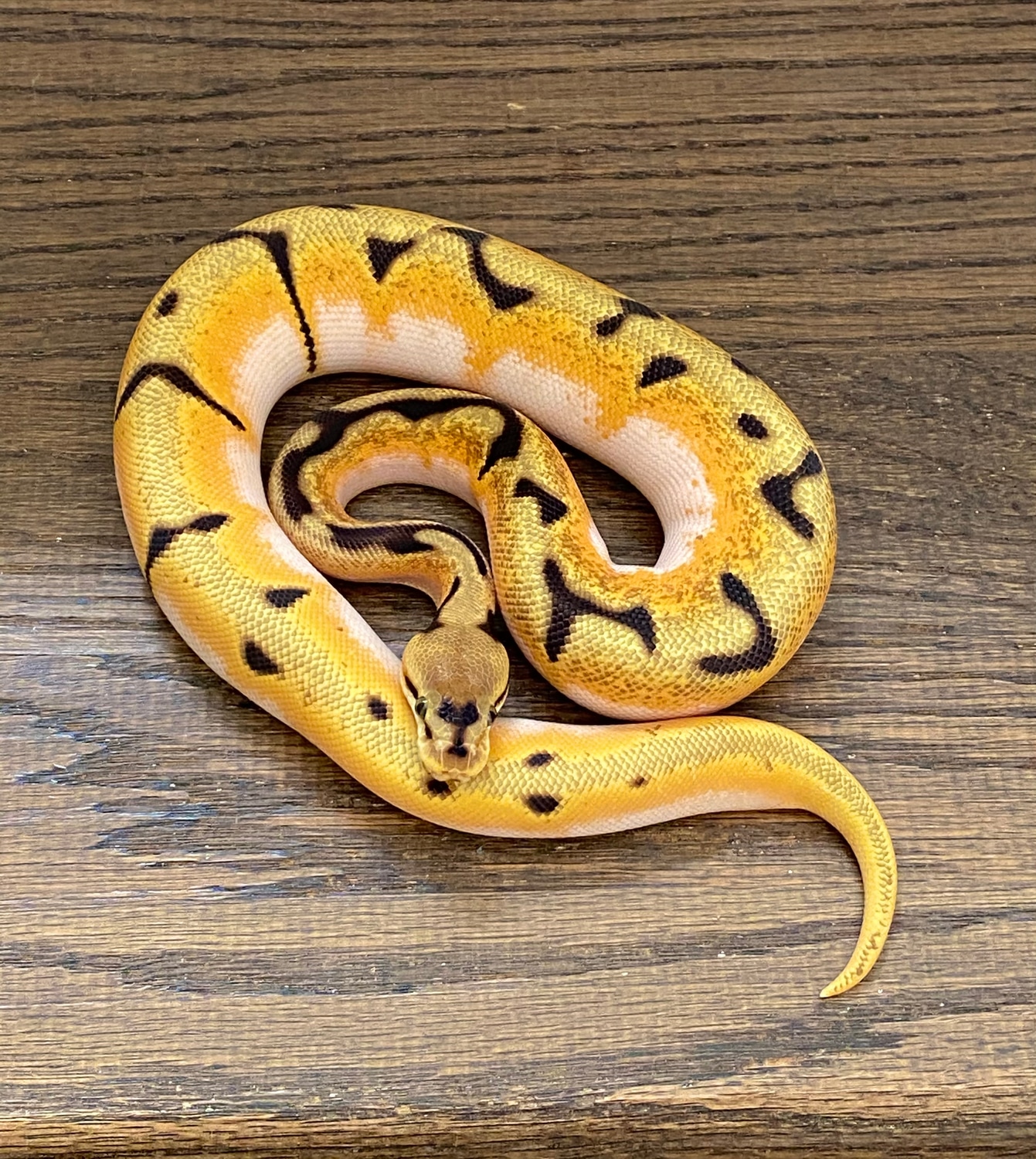 Super OD High Intensity Spider YB Poss Asphalt Ball Python by Muscles ...