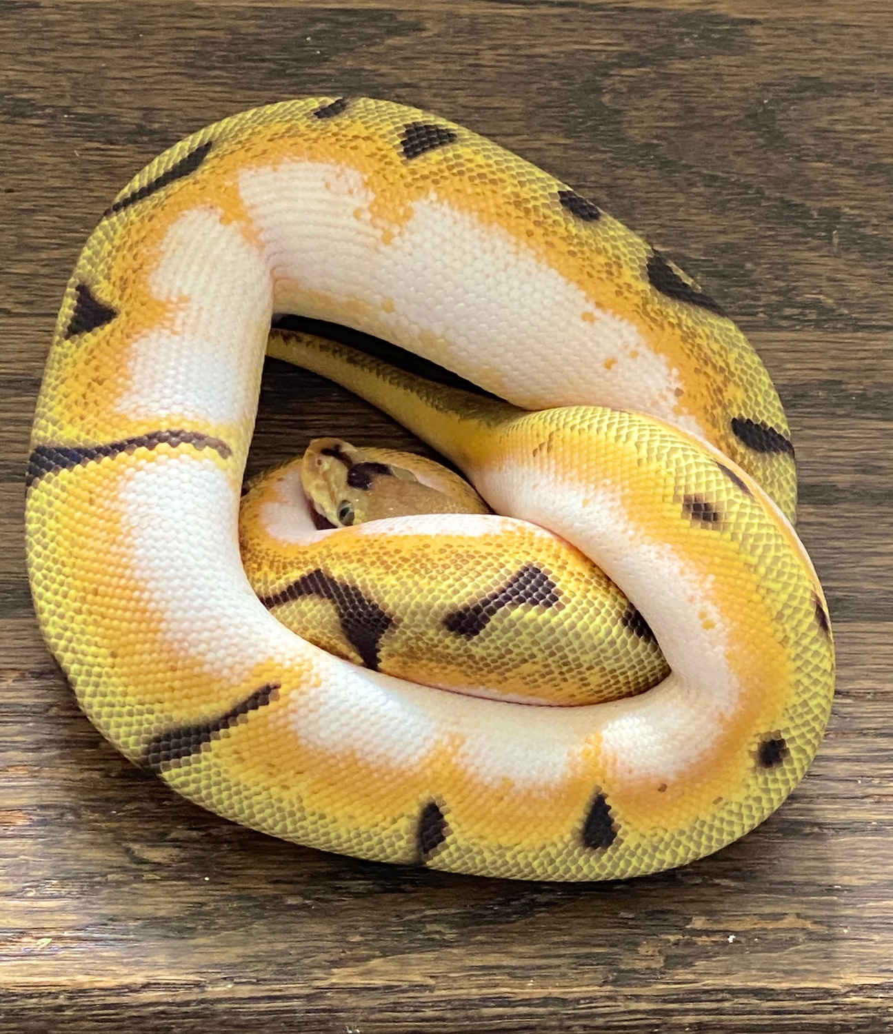 Super OD High Intensity Spider YB Poss Asphalt Ball Python by Muscles ...