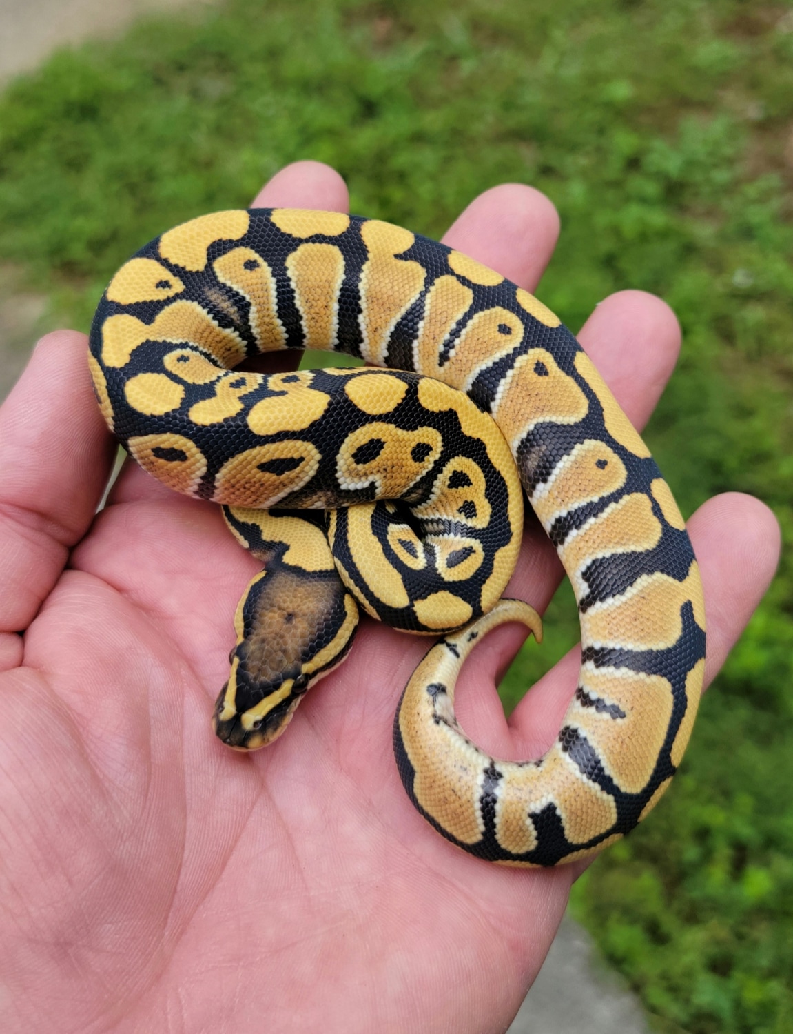 DG Het Clown Ball Python by Muscles and Geeks Ball Pythons - MorphMarket