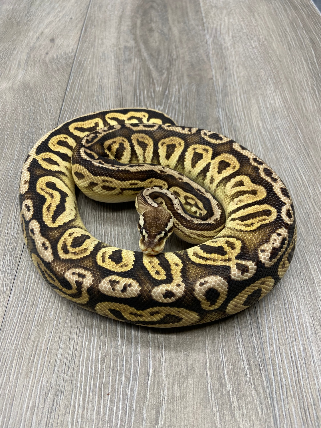 Cypress Pastel Black Pastel Ball Python by Muscles and Geeks Ball ...