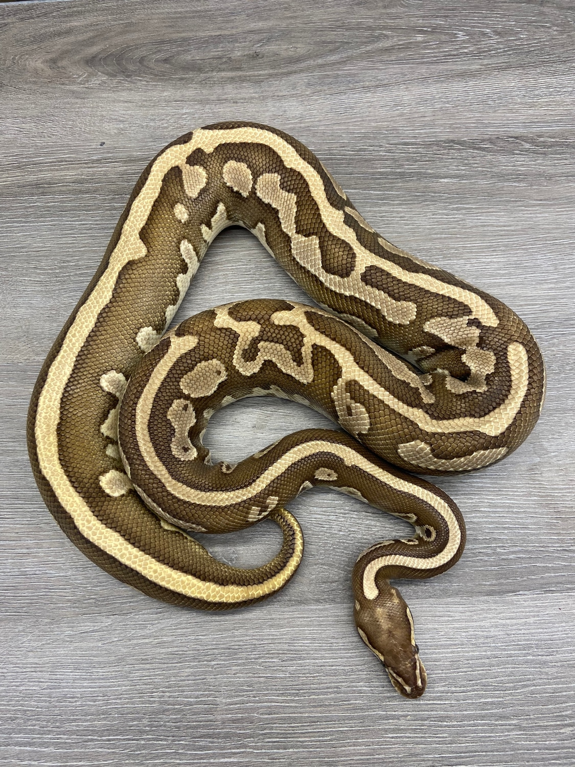 Leopard Lesser Ball Python by Muscles and Geeks Ball Pythons - MorphMarket