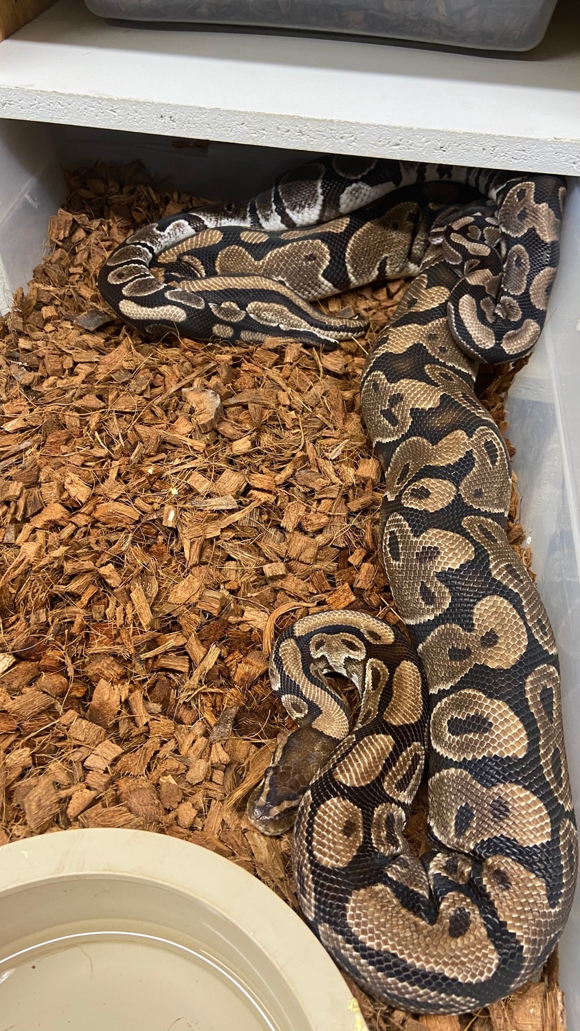 Black Axanthic Het Hypo Ball Python by Muscles and Geeks Ball Pythons ...