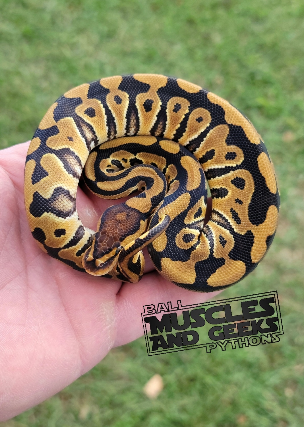 Crypton Het DG Ball Python by Muscles and Geeks Ball Pythons - MorphMarket