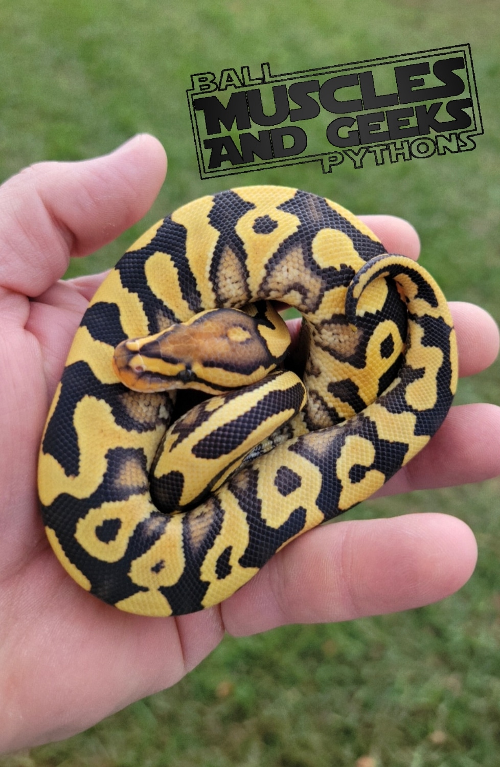 YB DG Crypton Ball Python by Muscles and Geeks Ball Pythons - MorphMarket
