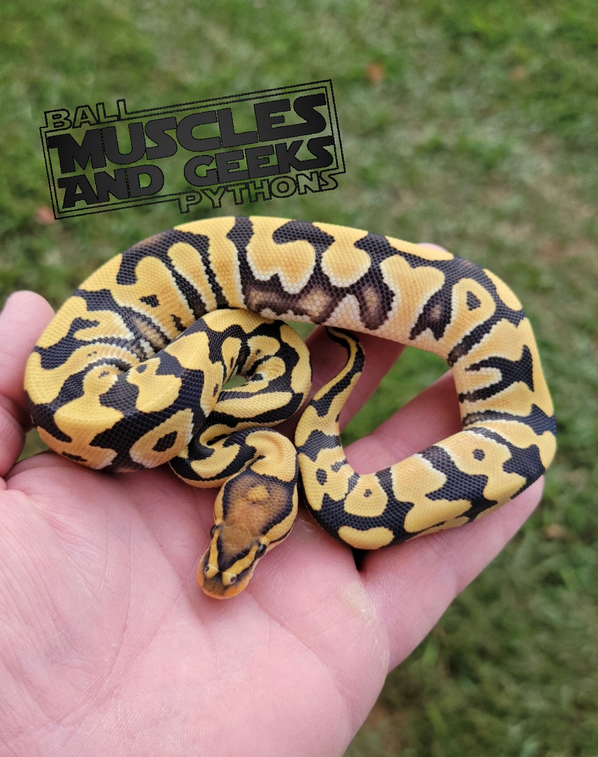 DG Crypton Ball Python by Muscles and Geeks Ball Pythons - MorphMarket