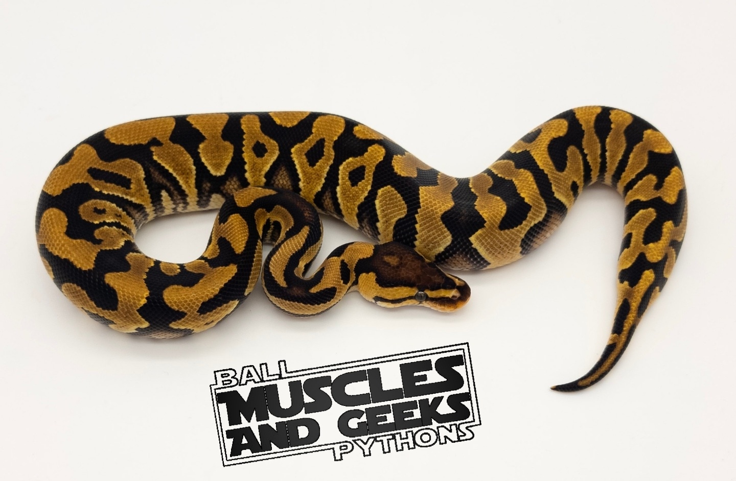 YB Crypton Het DG Ball Python by Muscles and Geeks Ball Pythons ...