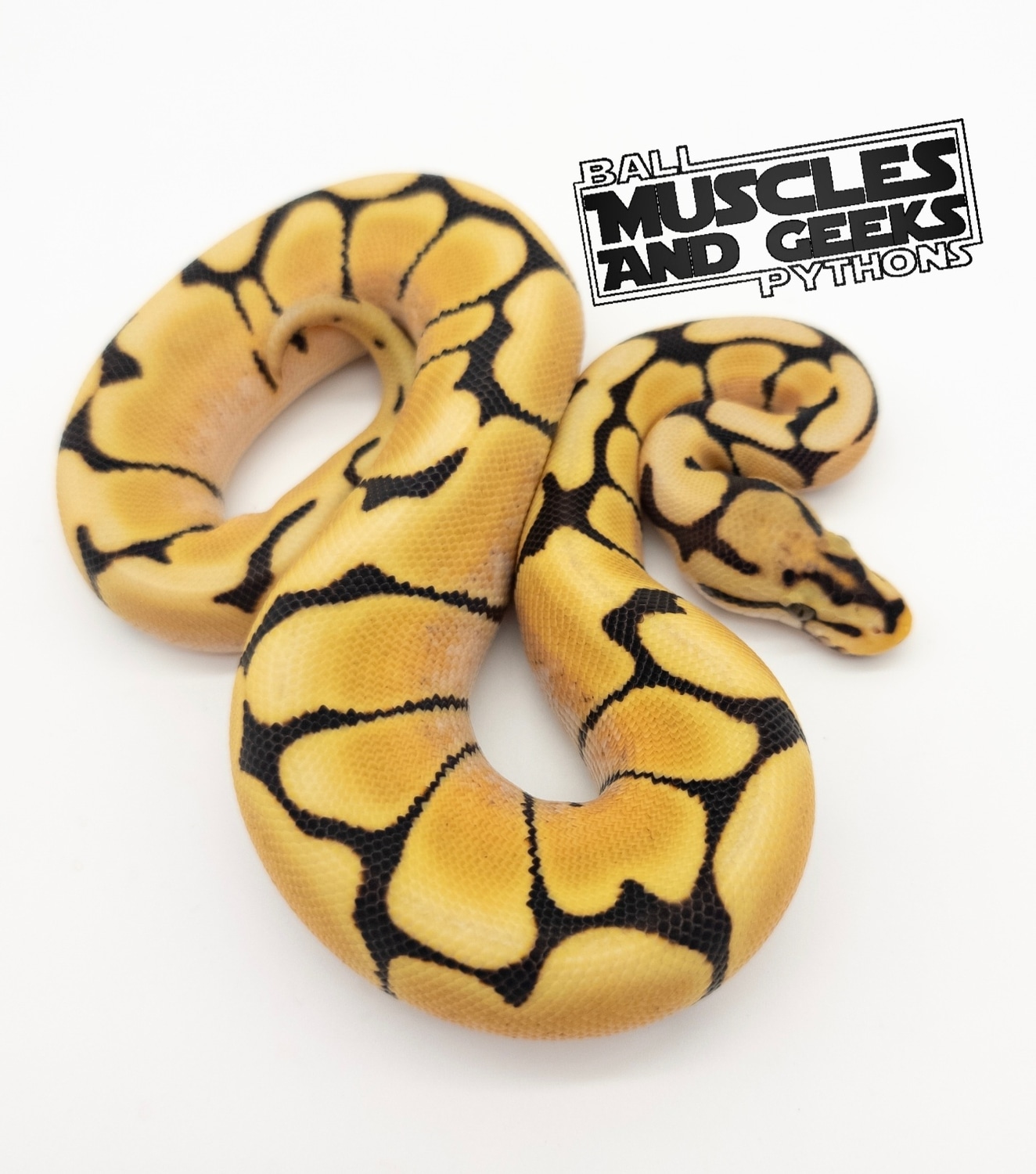 OD Spider DG 50% Het Pied Ball Python by Muscles and Geeks Ball Pythons ...