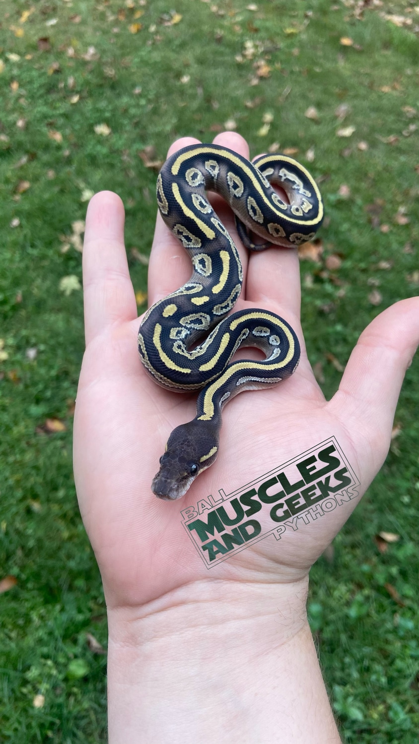 Black Head Mojave Het Hypo Ball Python by Muscles and Geeks Ball ...