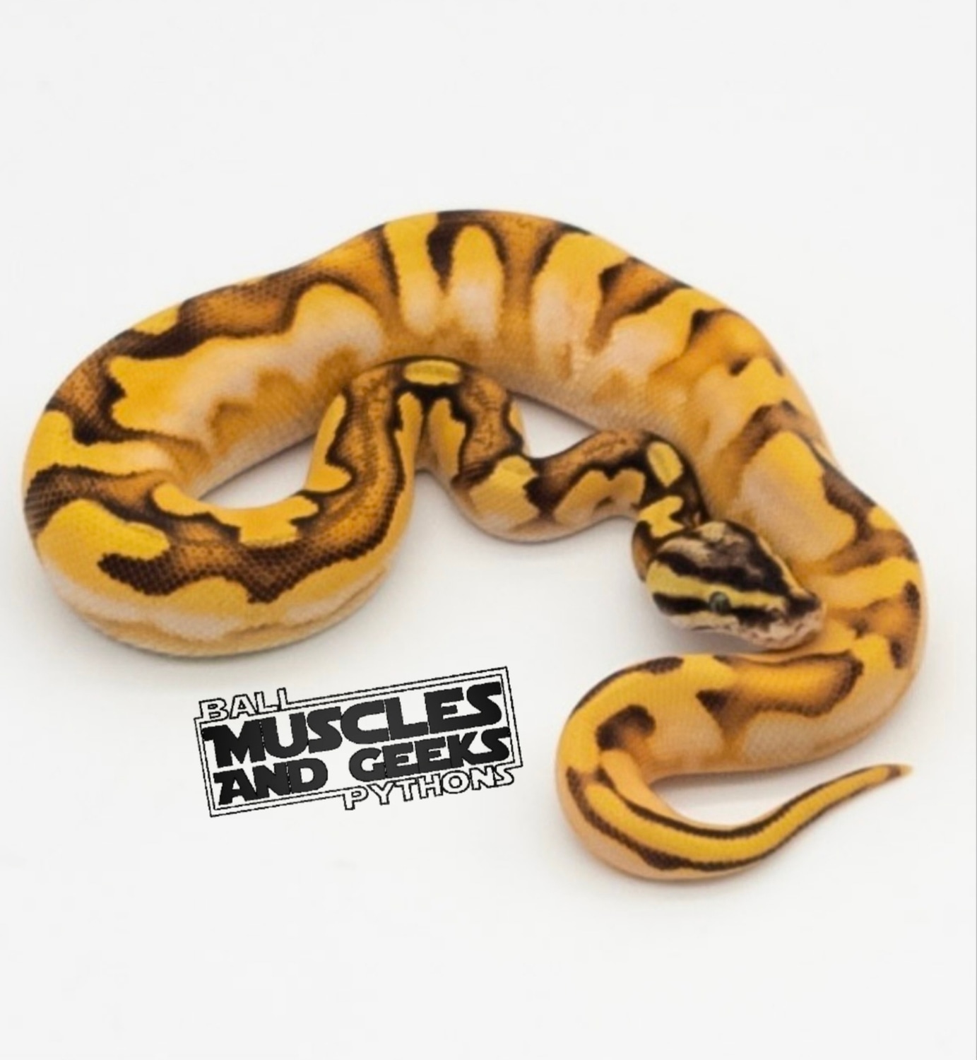 HI OD Pastel Enchi Calico Fire/Vanilla Ball Python by Muscles and Geeks ...