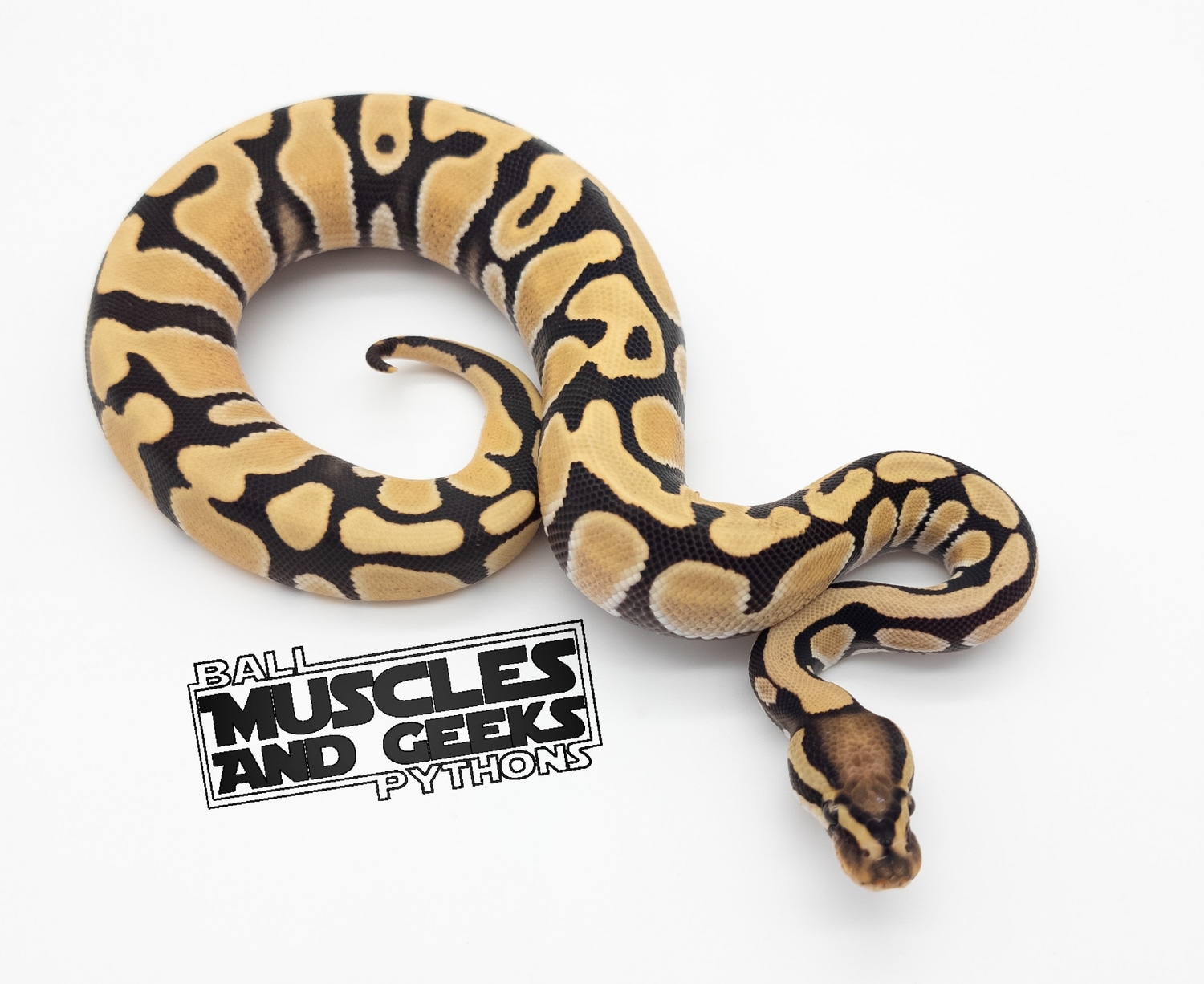 Orange Dream DG Ball Python by Muscles and Geeks Ball Pythons - MorphMarket