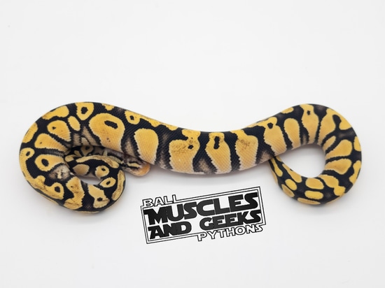 Specter Pastel DG Het Clown Ball Python by Muscles and Geeks Ball Pythons