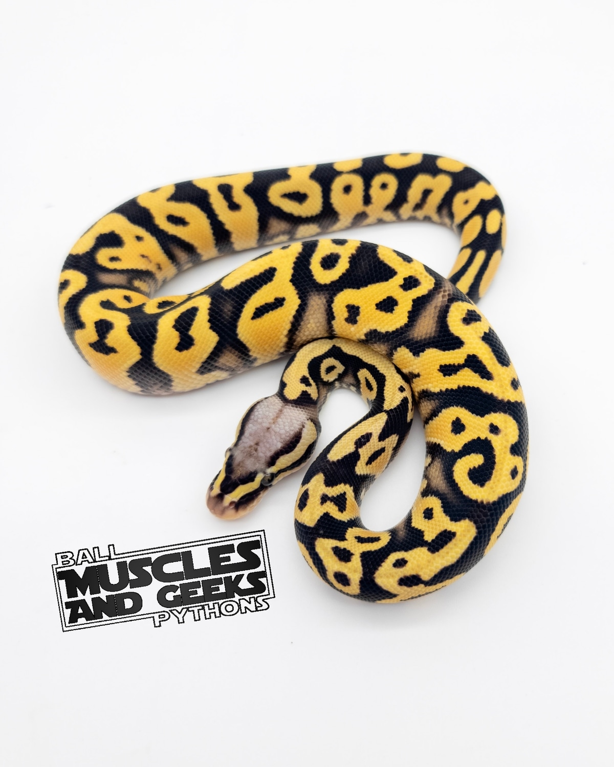 ODYB Pastel DG Ball Python by Muscles and Geeks Ball Pythons - MorphMarket