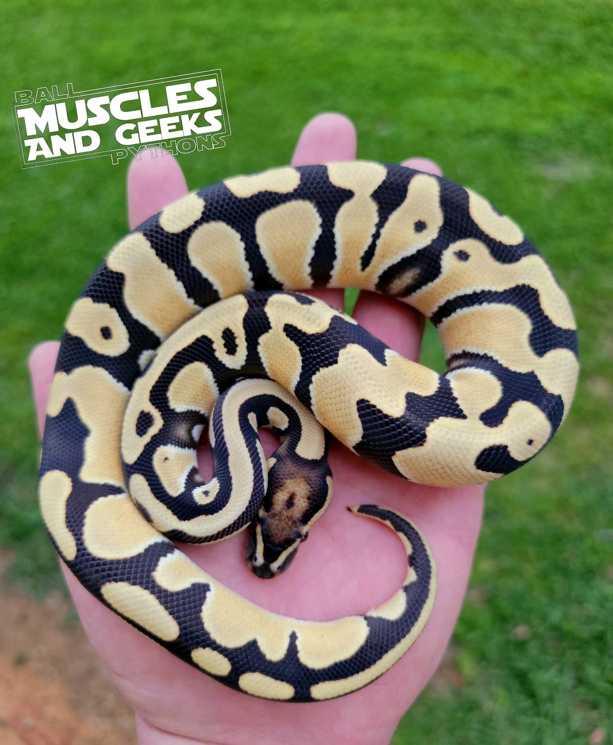 OD DG Het Pied Ball Python by Muscles and Geeks Ball Pythons - MorphMarket