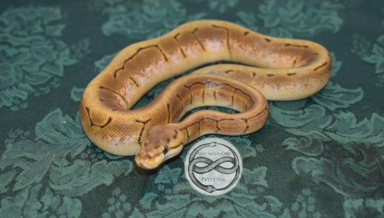 Spinner Ball Python by Flat Mountain Pythons