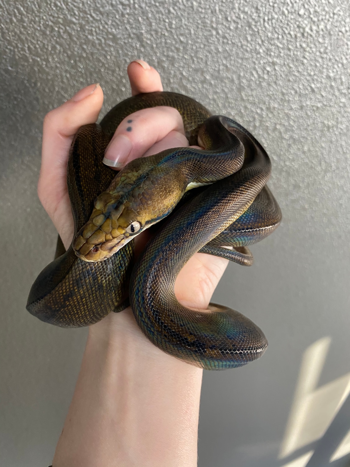 GC Tiger Reticulated Python by Havok Reptiles - MorphMarket