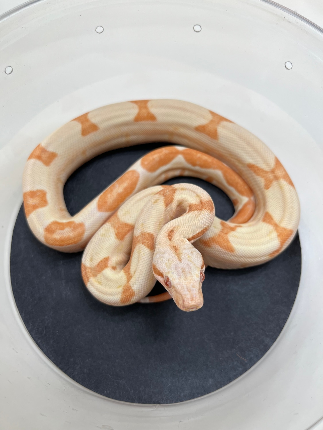 Purple Sharp Sunglow Boa Constrictor by Ms Reptiles - MorphMarket