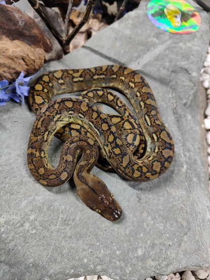 75% Retic 25% Timor Python Hybrid Reticulated Python by Haze Retics ...