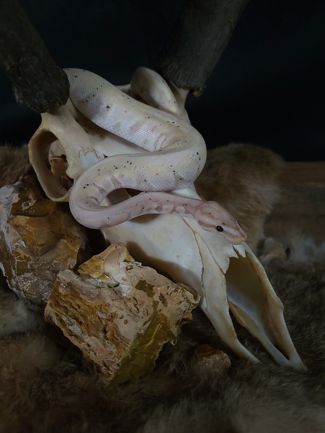 Pastel Banana HGW Pos Mocha Pos Granite Ball Python by Rocky Mountain