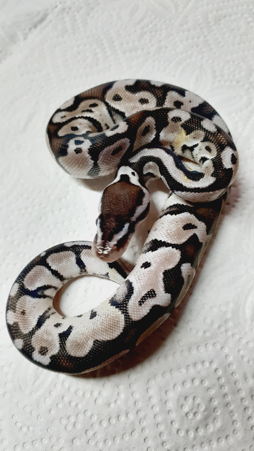 Axanthic V.p.i Line Pastel (Paradox) Ball Python by HB&B Reptiles ...