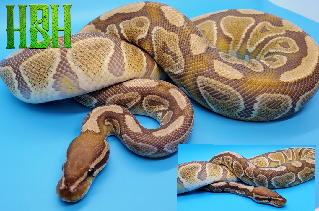 Caramel Albino Ball Python by Happy B-Line Herptile's - MorphMarket