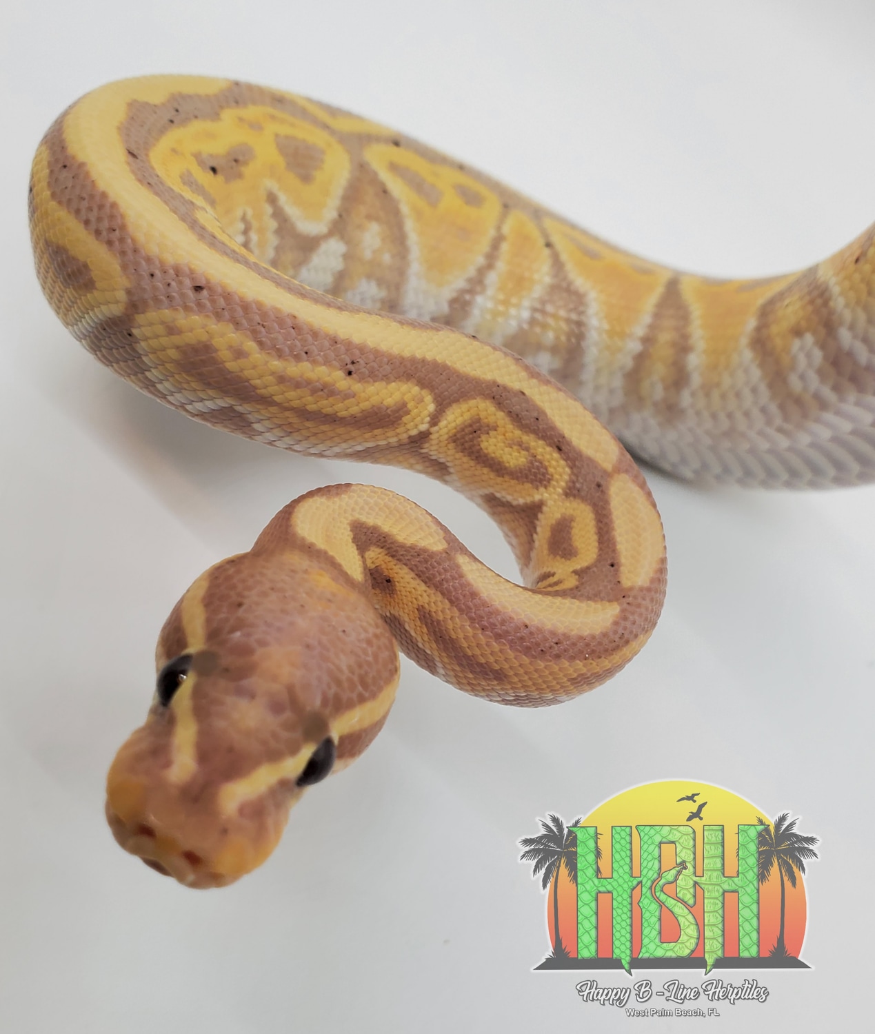 Banana Het Red Axanthic Ball Python by Happy BLine Herptile's