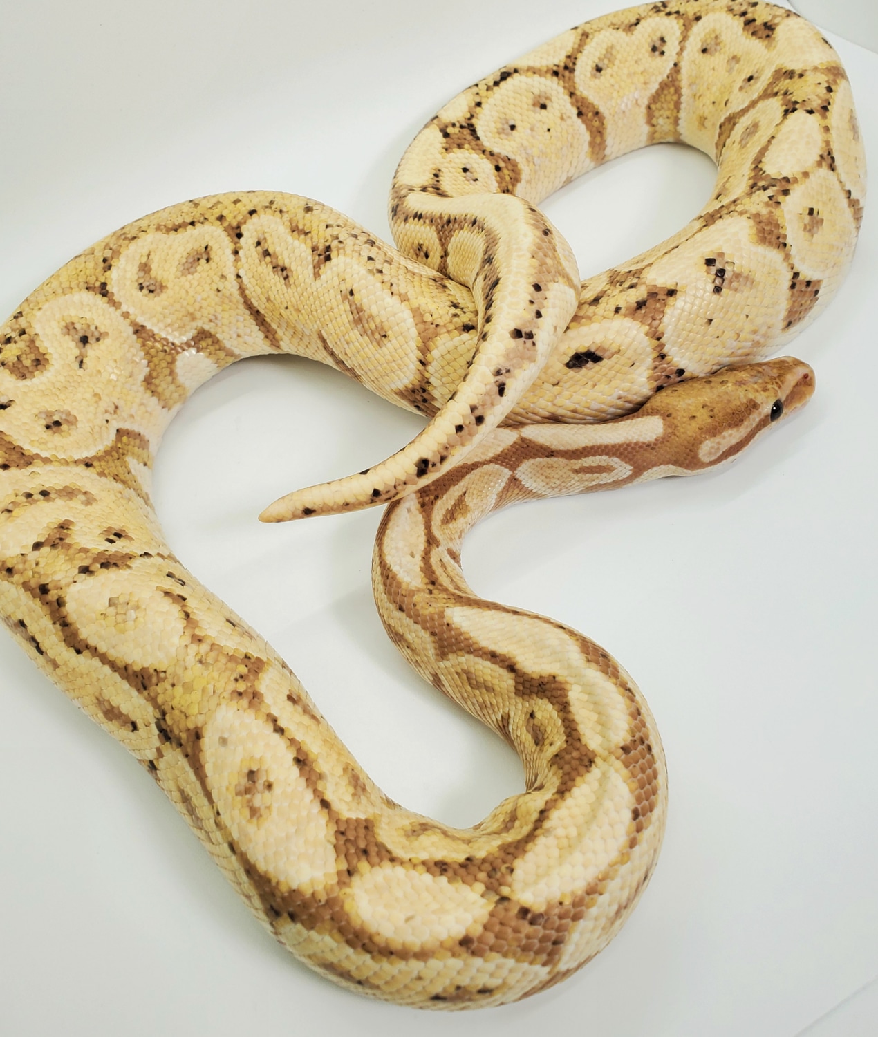 💥Banana Het Red Axanthic♂️💥 👀 Ball Python by Happy BLine Herptile's MorphMarket