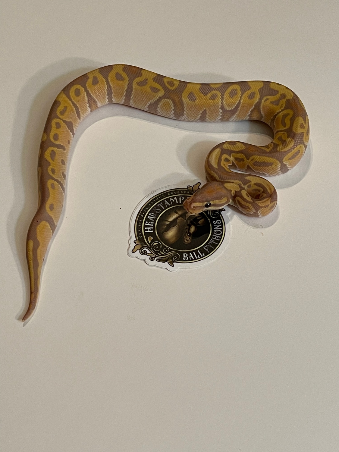 Banana Mojave Ball Python by Headstamp Ball Pythons MorphMarket