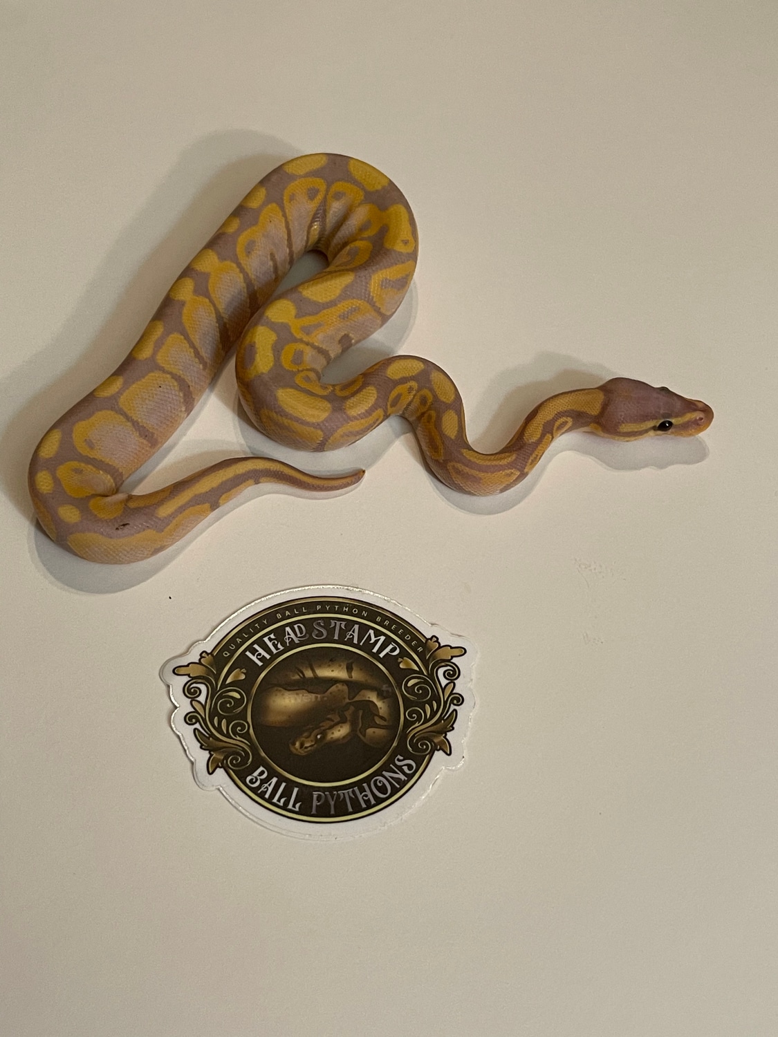 Banana Het Hypo Ball Python by Headstamp Ball Pythons MorphMarket