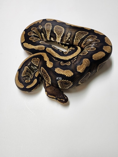 Stranger Ball Python by Heady Herps
