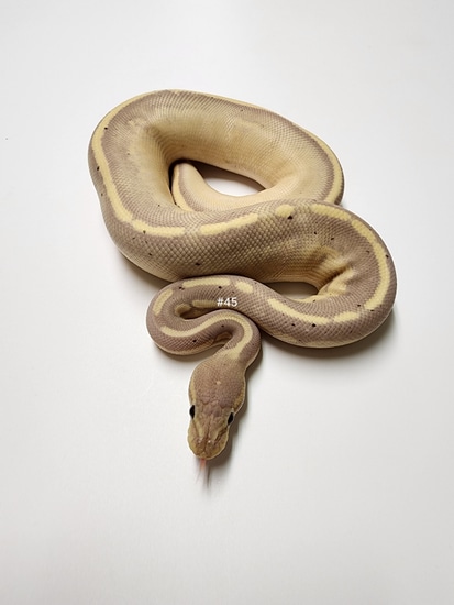 Female Maker Banana Stranger Cinnamon 50% Het Clown 50% Het Pied Ball ...