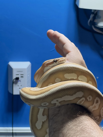 Lionel Ball Python by Heart of the Python