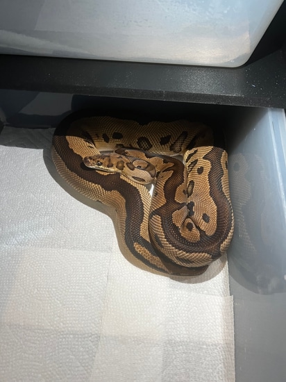 Batgirl Ball Python by Heart of the Python