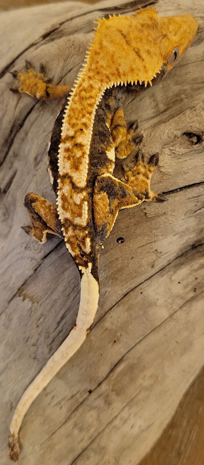 Tri Color Harlequin AC-3 Crested Gecko by Heartland Crested Geckos ...