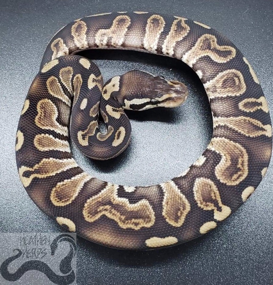 GHI Het Red Axanthic Ball Python by Heathen Herps - MorphMarket