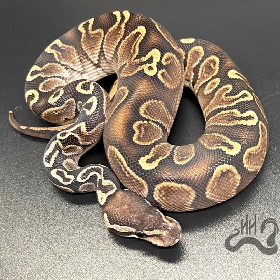 GHI Het Red Axanthic Het Pied Ball Python by Heathen Herps - MorphMarket