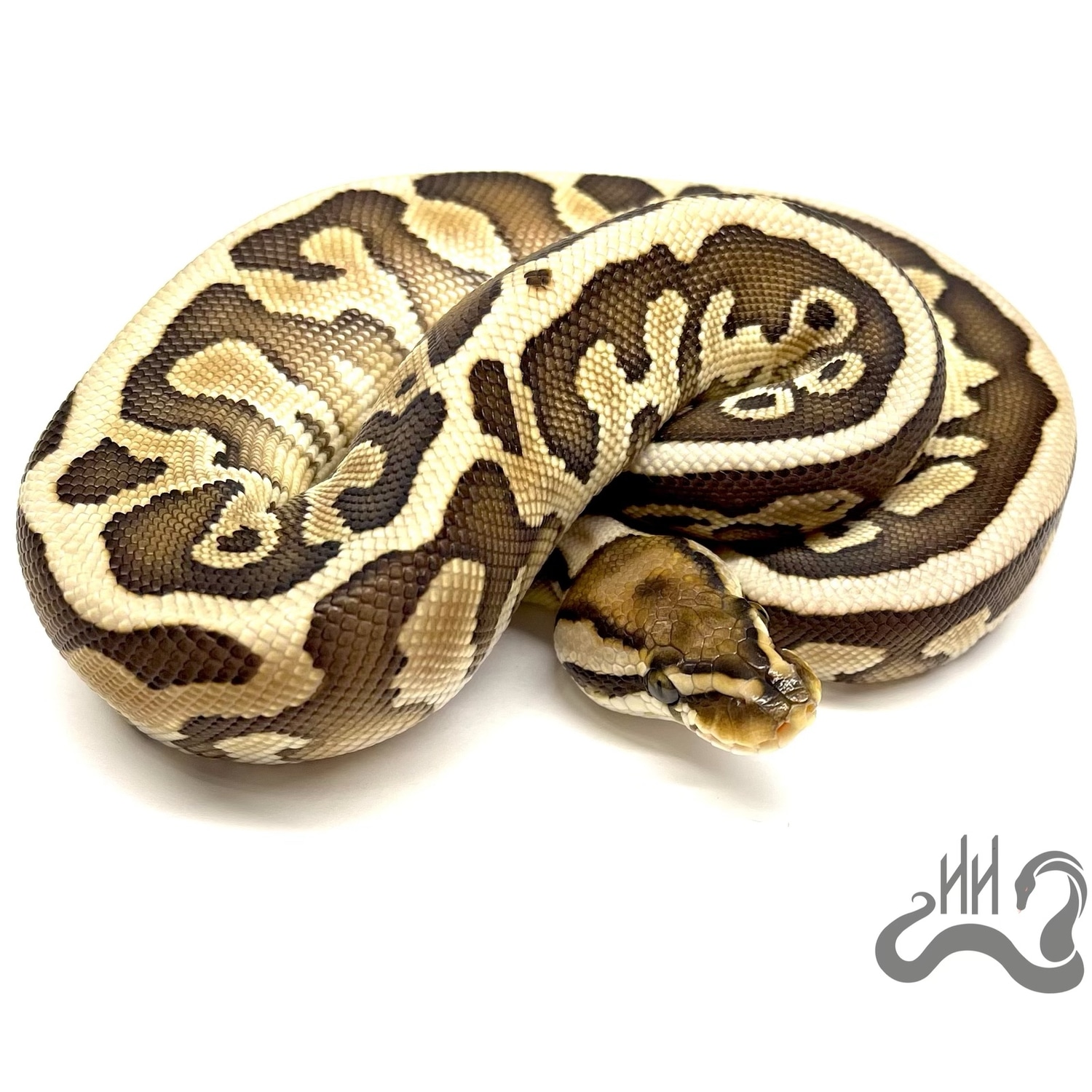 Leopard Lesser Het Red Axanthic Ball Python by Heathen Herps - MorphMarket