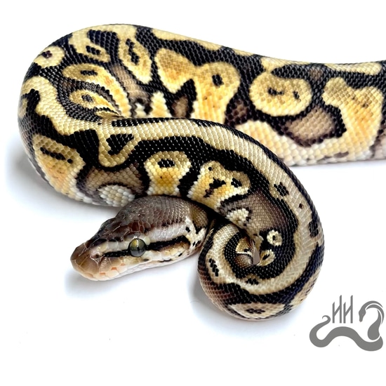 Pastel Lucifer HGW DH Pied Hypo Ball Python by Heathen Herps