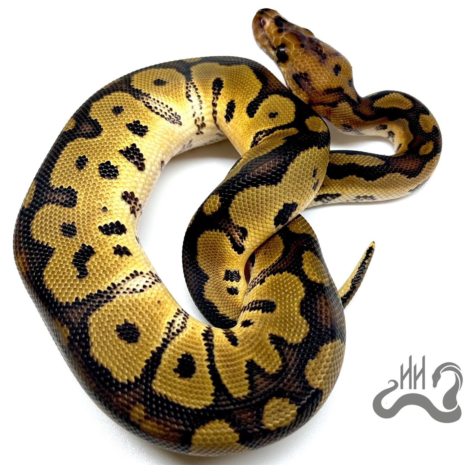 Clown Red Stripe Ball Python by Heathen Herps - MorphMarket