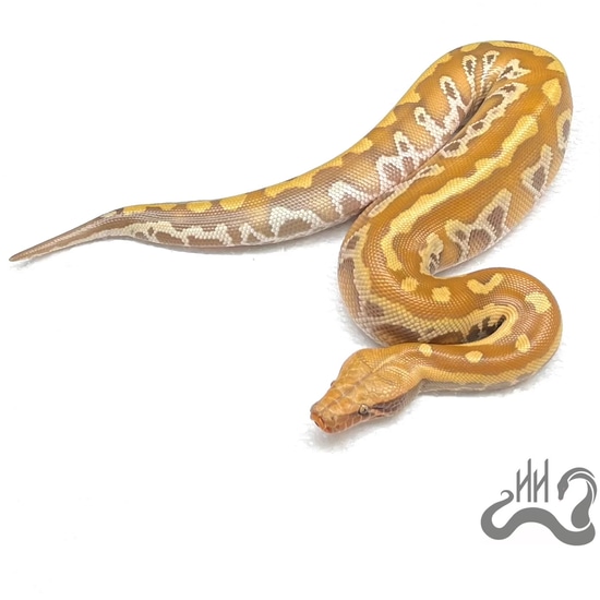 Gen Stripe T+ Albino From Cherry Bomb X Lyly Blood Python by Heathen Herps