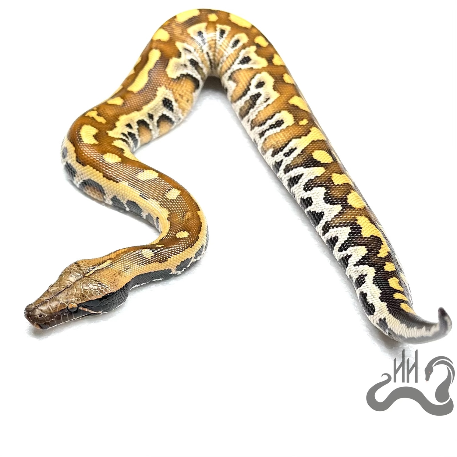 Free Ship! 100 Het T+ Cherry Bomb Lineage Blood Python by Heathen