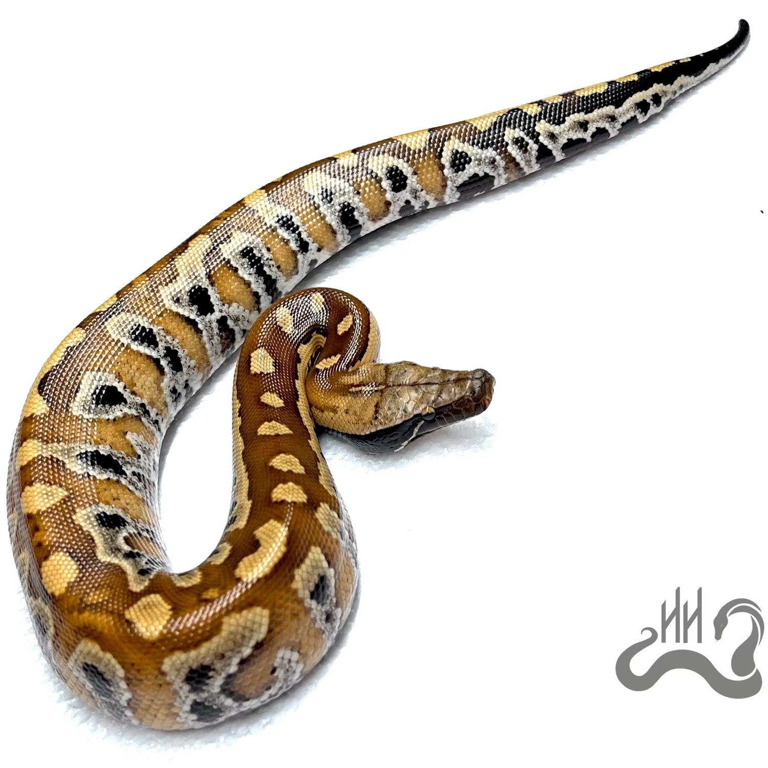 100 Het T+ Cherry Bomb Lineage Blood Python by Heathen Herps MorphMarket