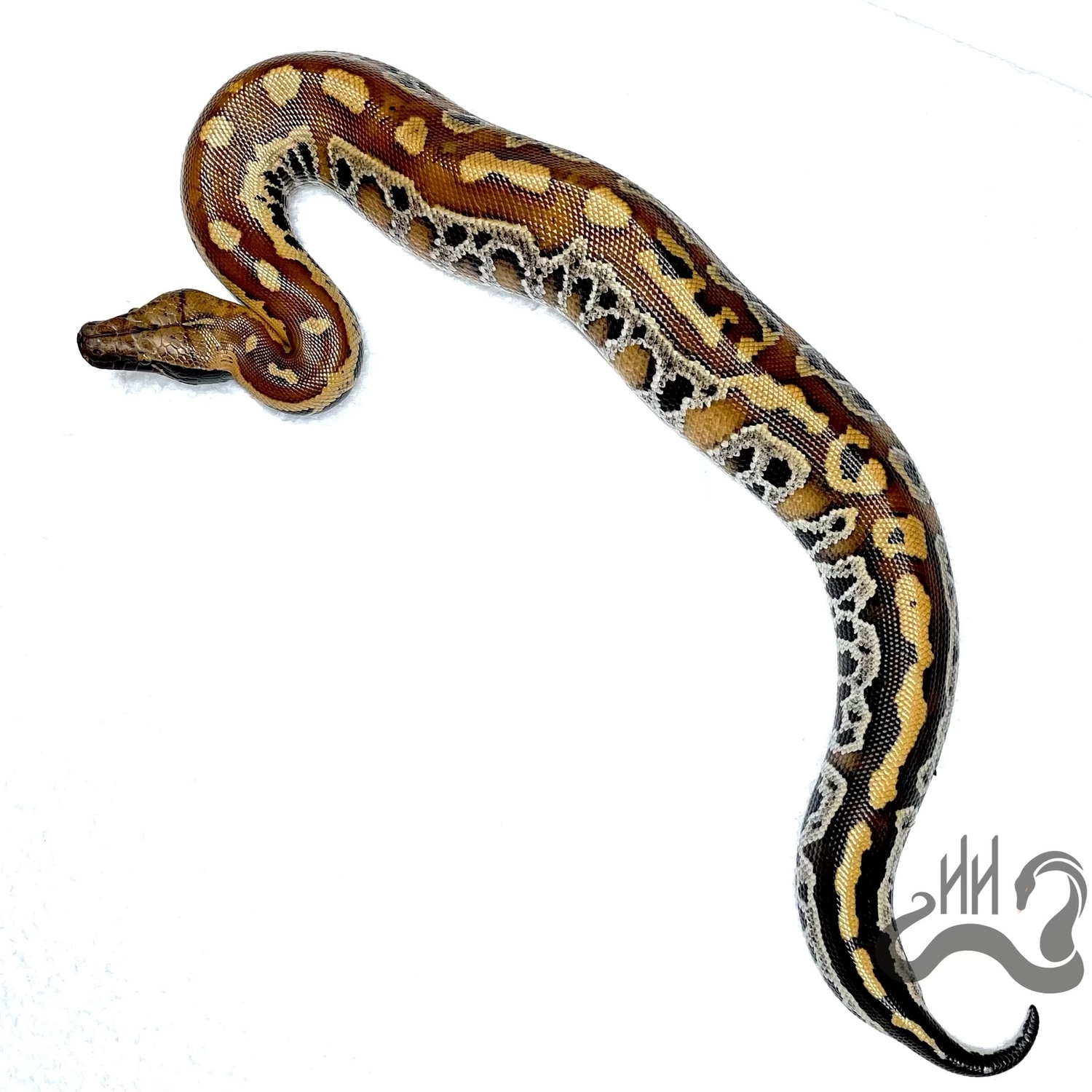 100 Het T+ Cherry Bomb Lineage Blood Python by Heathen Herps MorphMarket