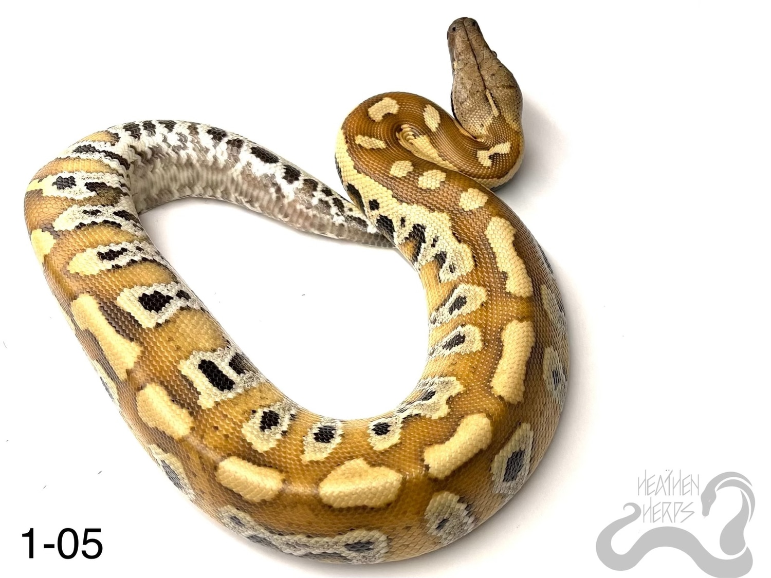 100 Het T+ Cherry Bomb Lineage Blood Python by Heathen Herps MorphMarket