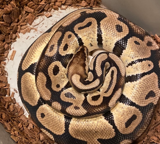Picture of 0.2 Breeding Females Ball Python by AK Reptiles