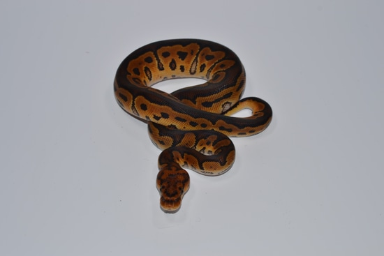 Clown Het Sunset Ball Python by Hella Balls Royal Python Breeder